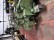  Rapier looms DORNIER PTV - Second Hand Textile Machinery 2001 